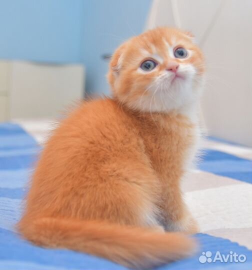 Шотландский котёнок