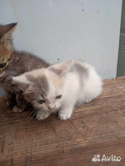 Котята, отдам в добрые руки