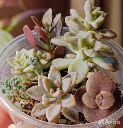 Суккуленты