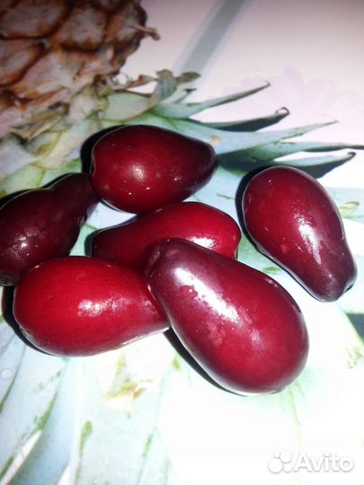 Кизил крупный грушевидный