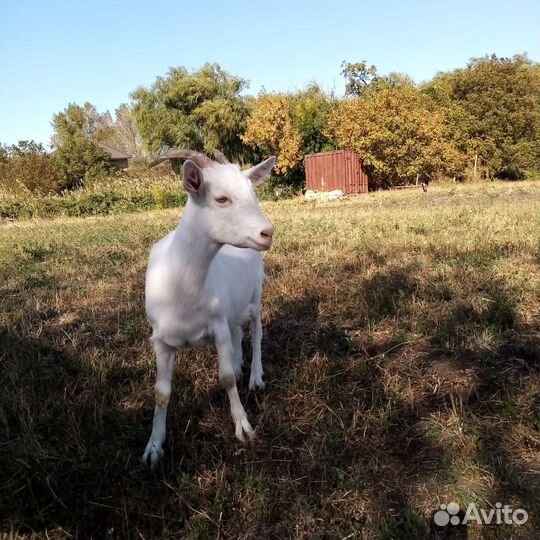 Продажа коз