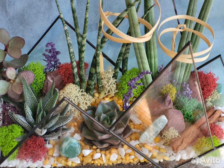 Живые суккуленты в вазе Композиция флорариум