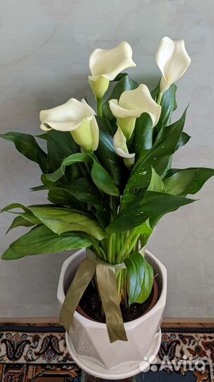Каллы цветущие белые в подарок