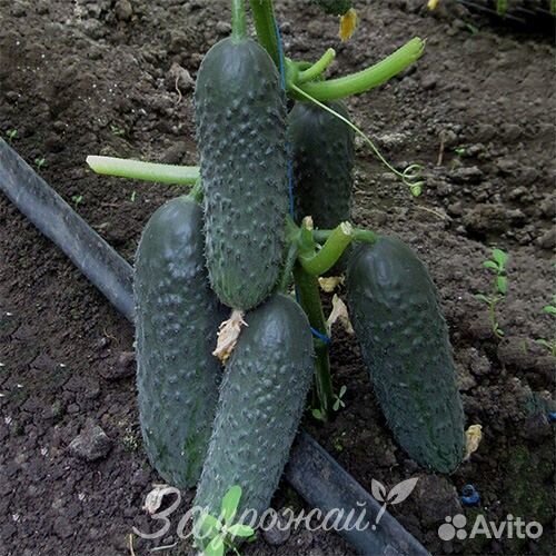 Семена огурца Пэшн F1 250 шт