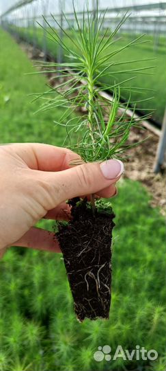 Саженцы сосны и ели окс оптом