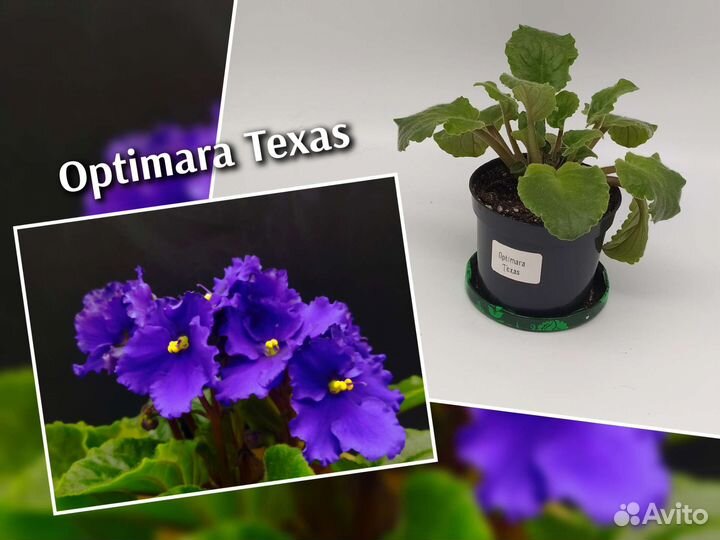 Набор из 10 сортовых фиалок