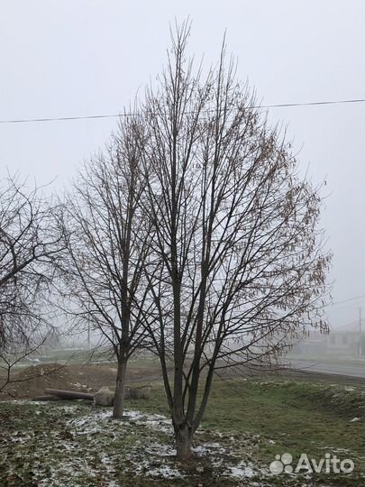 Ёлки, голубые/ зеленые ели