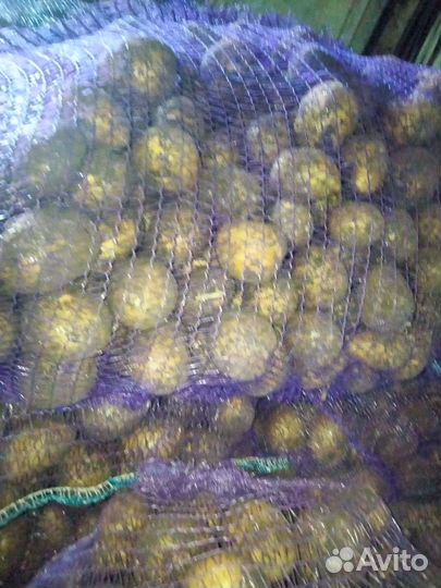 Картофель сорт Гала семенной