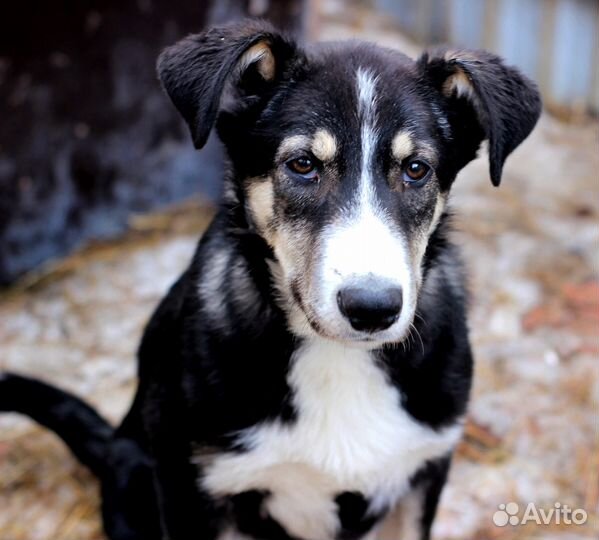 Гришенька в дар