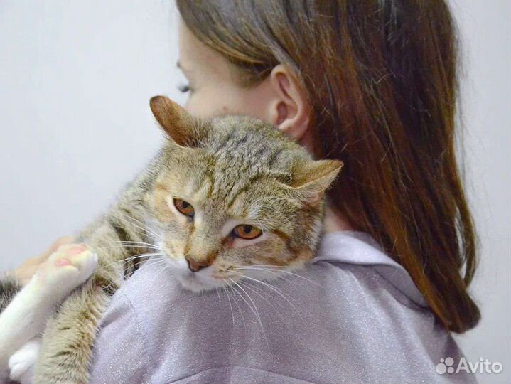 Кошечка Роза ищет дом и погладушки