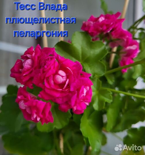 Пеларгония плющелистная Тесс Влада