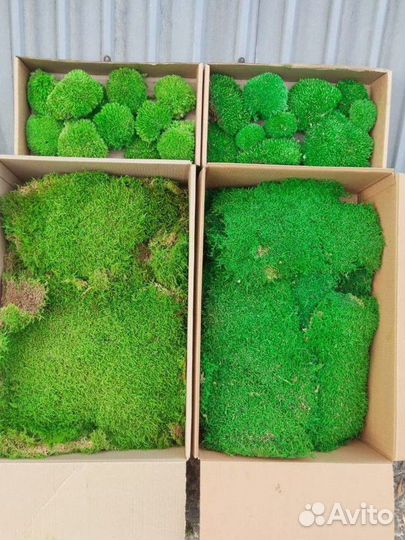 Стабилизированный мох ягель, кочка, пластовой