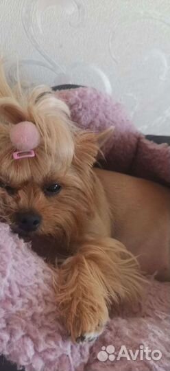 Зоогостиница, передержка для животных, догситтер