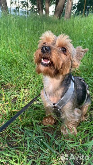 Передержка собак Москва, зоотакси