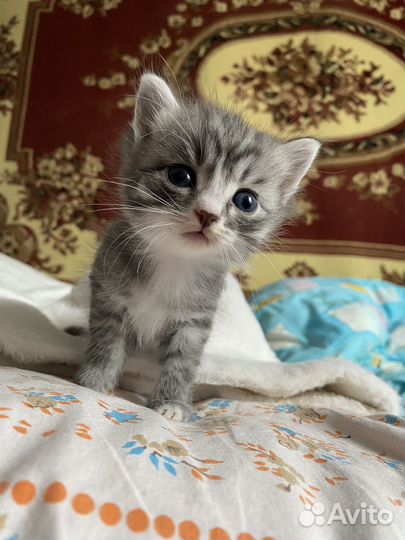 Котята малыши