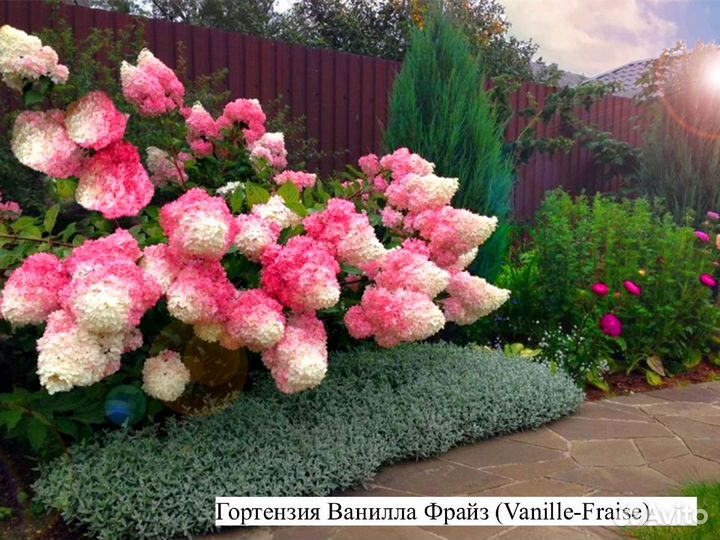 Гортензия