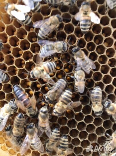 Пчёлосемьи