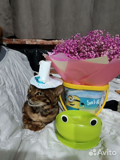 Бенгальский кот