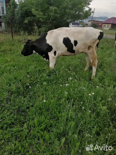 Телка 1.5 года
