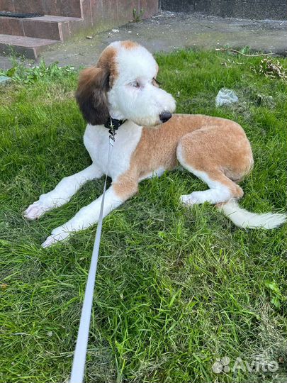 Императорский Пудель девочка