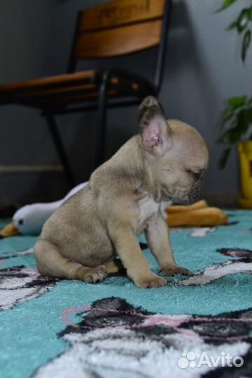 Французский бульдог