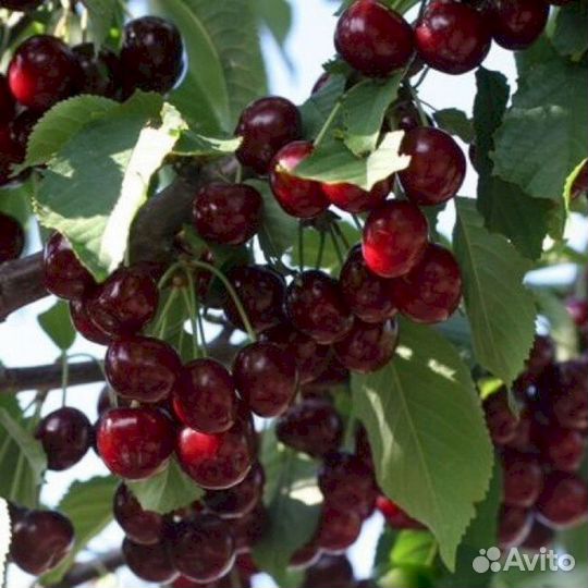 Саженцы черевишни Чудо-вишня