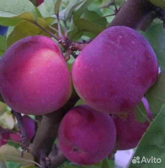Саженцы яблони Орлик