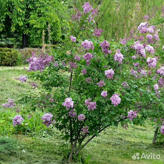 Сирень Венгерская