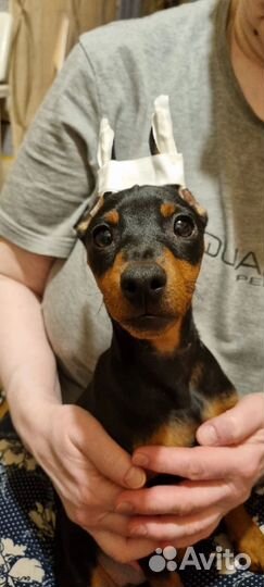 Цвергпинчеры щенки