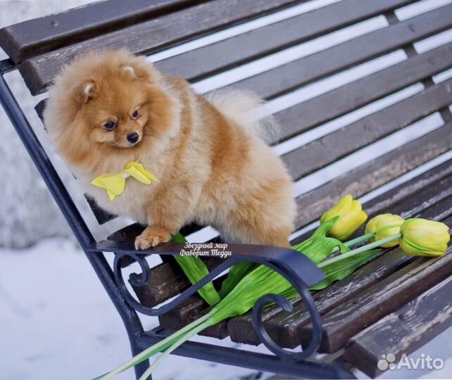 Чемпион приглашает девочек за перспективными щенка