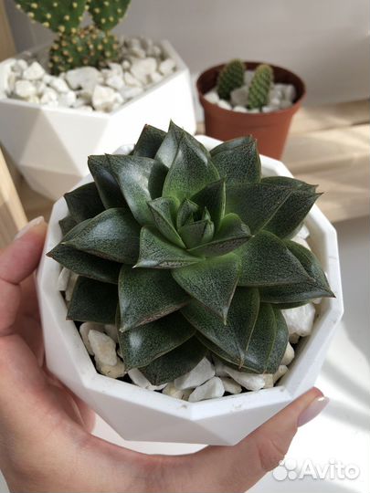 Эхеверия Хавортия Опунция суккуленты кактусы