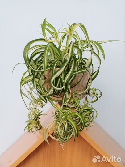 Хлорофитум кудрявый