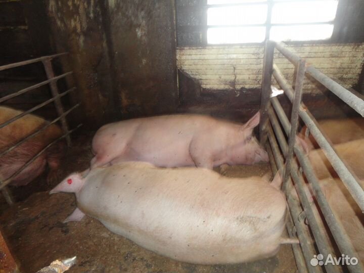 Поросята породистые
