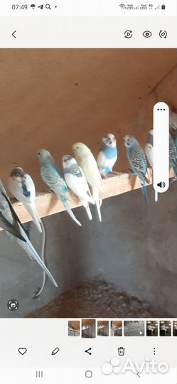 Волнистый попугай