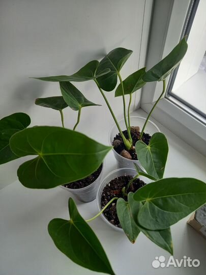 Антуриум красный