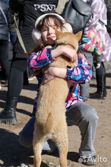 Мика ищет дом