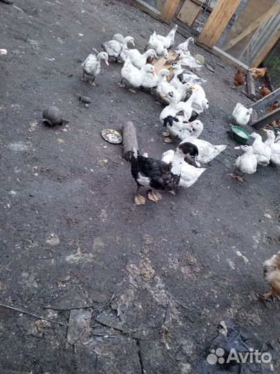 Утки муларды