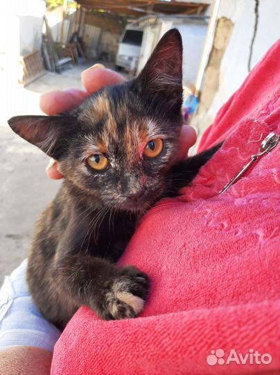 Котенок Мила