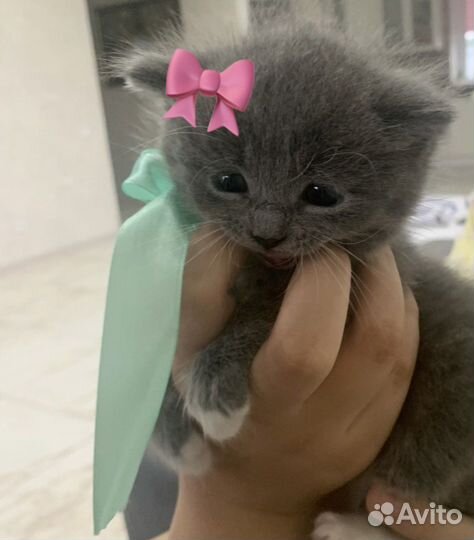 Британские котята