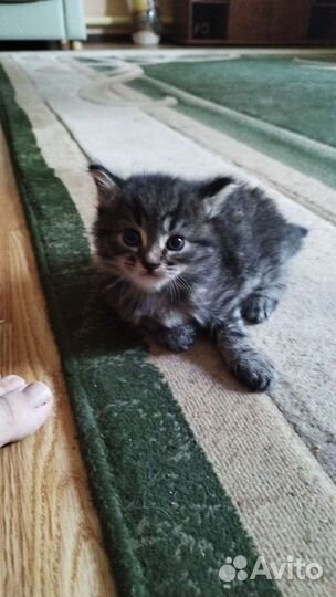 Ангорская кошка