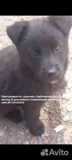 Собака в добрые руки щенок
