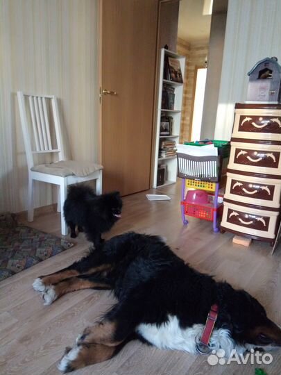 Передержка собаки кошки перевозка