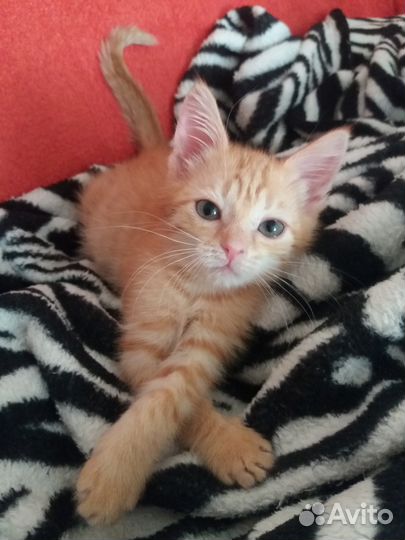 Рыжий котёнок в дар