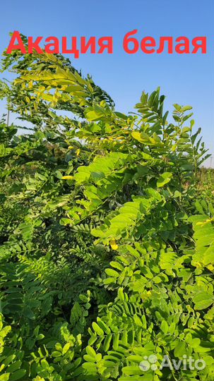 Декоративные растения