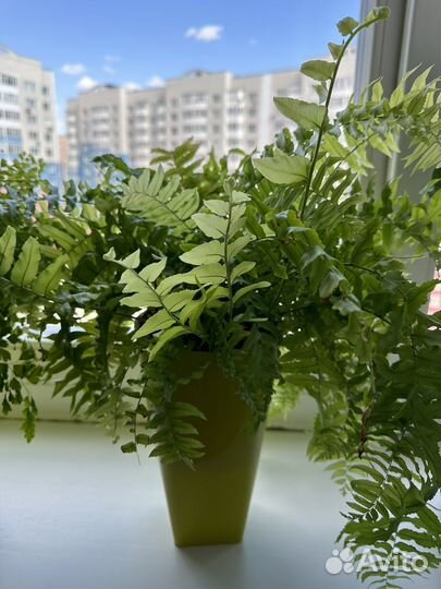 Папоротник Еллоу Кристата Нефролепис