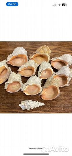Ракушка рапана