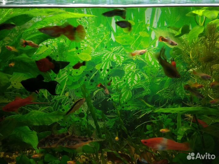 Аквариумные рыбки