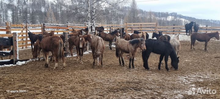 Жеребята на откорме