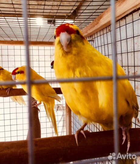 Попугаи птенцы