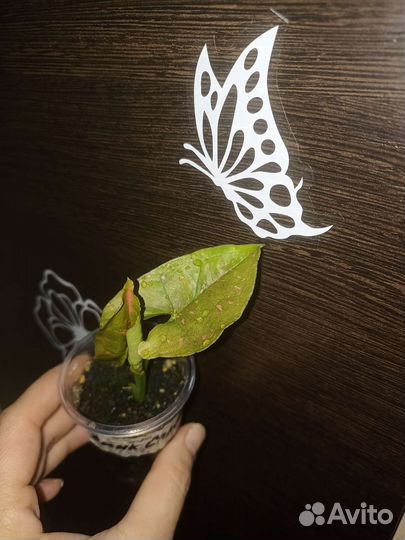 Сингониум пинк сплеш